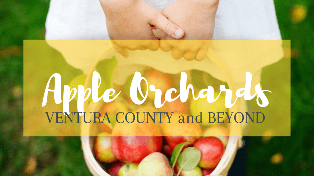Apple picking and orchards Ventura County
