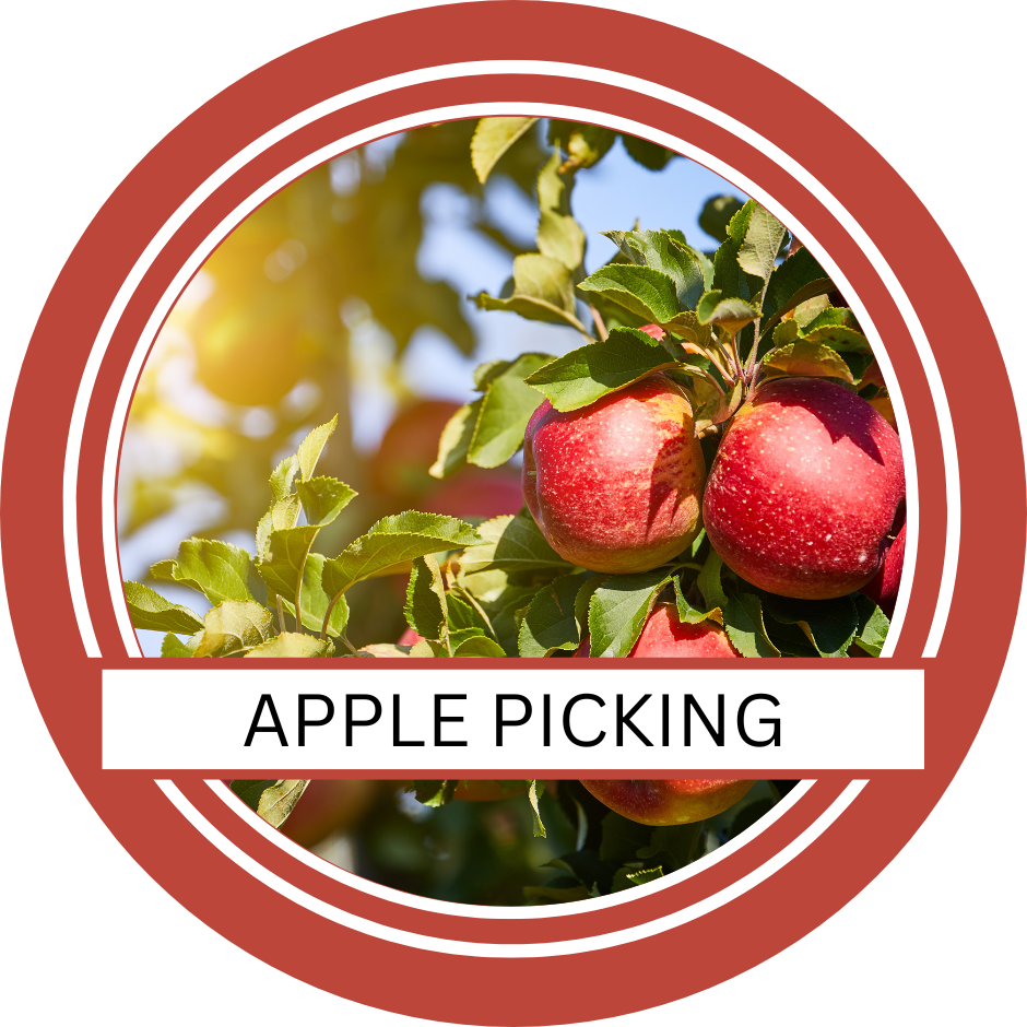Apple picking Ventura County