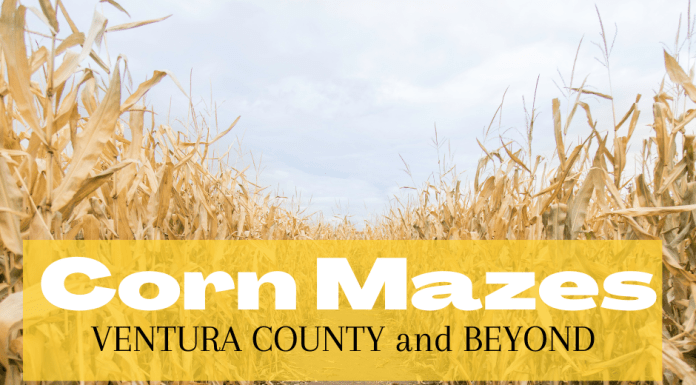 corn mazes Ventura County