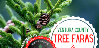 Honeybear Christmas Trees Ventura County