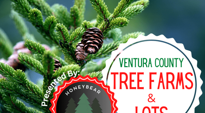 Honeybear Christmas Trees Ventura County