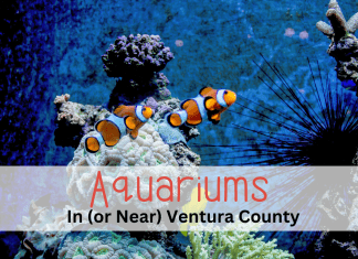 Aquariums near Ventura County